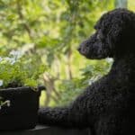 Eddie’s Summer of Self-Regulation: Lessons from a Curious Pup