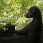 Protected: Eddie’s Summer of Self-Regulation: Lessons from a Curious Pup
